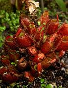 Nepenthes ampullaria 'harlequin' 2